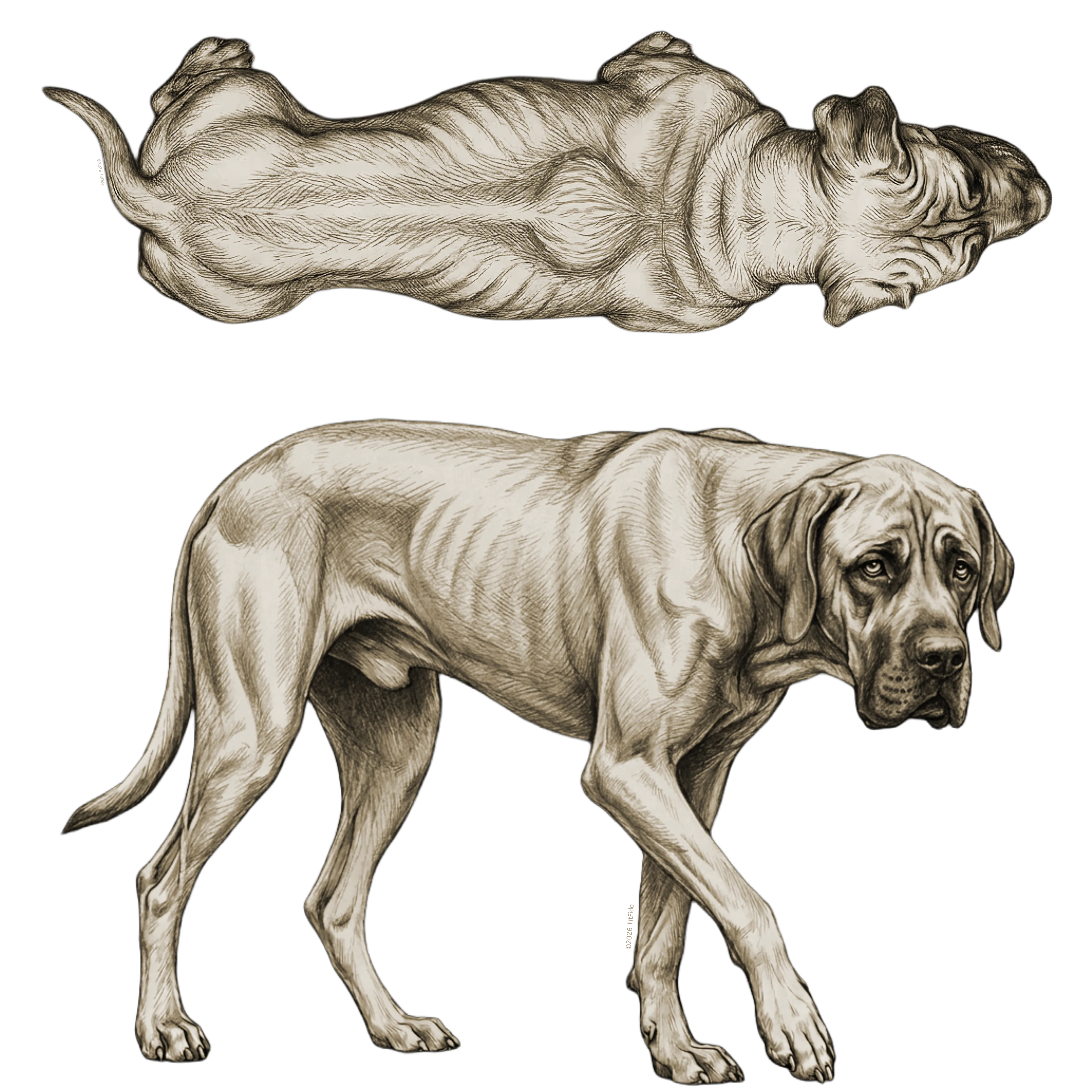 Body condition score 4: Underweight. Combined side and top view.