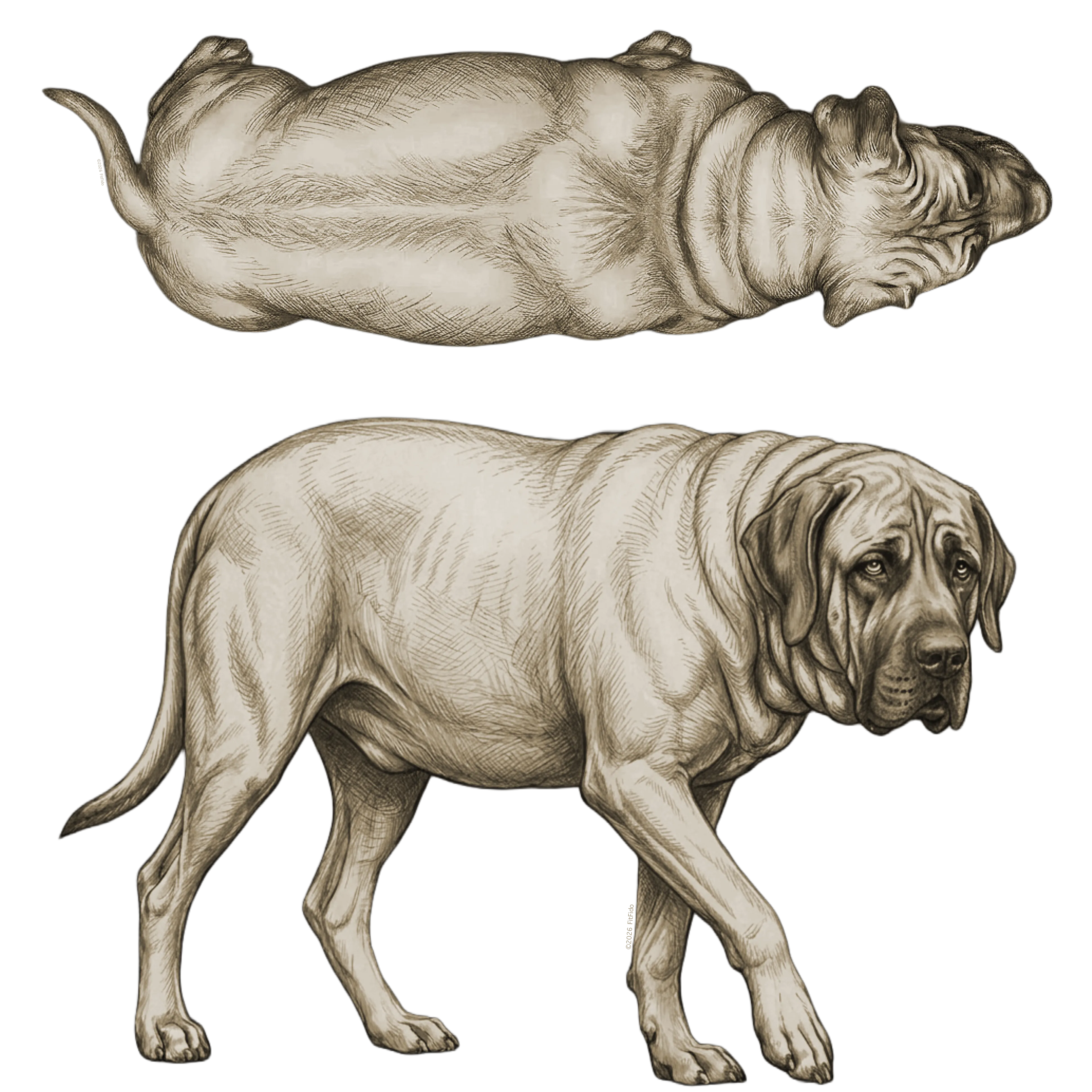 Body condition score 8: Obese. Combined side and top view.