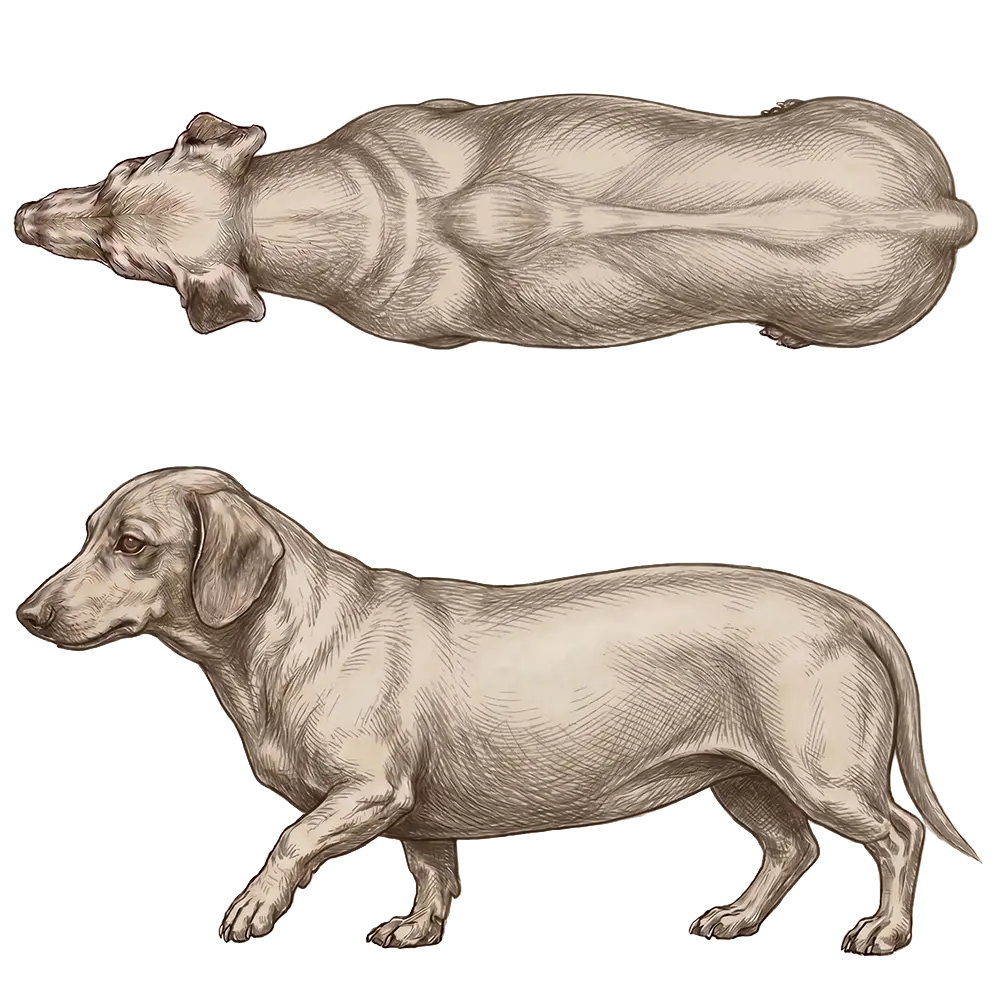 Body condition score 8: Obès. Combined side and top view.
