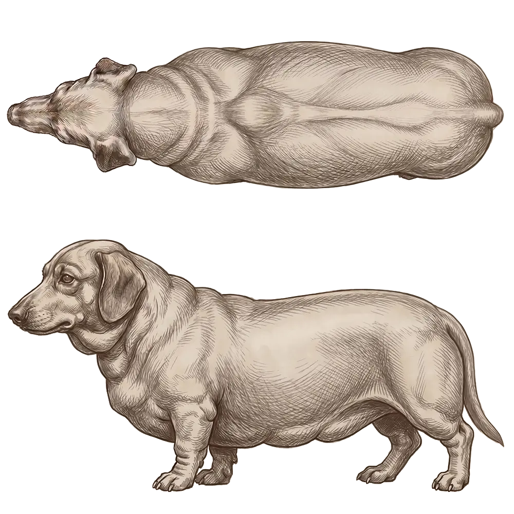 Body condition score 9: Obesitat extrema. Combined side and top view.