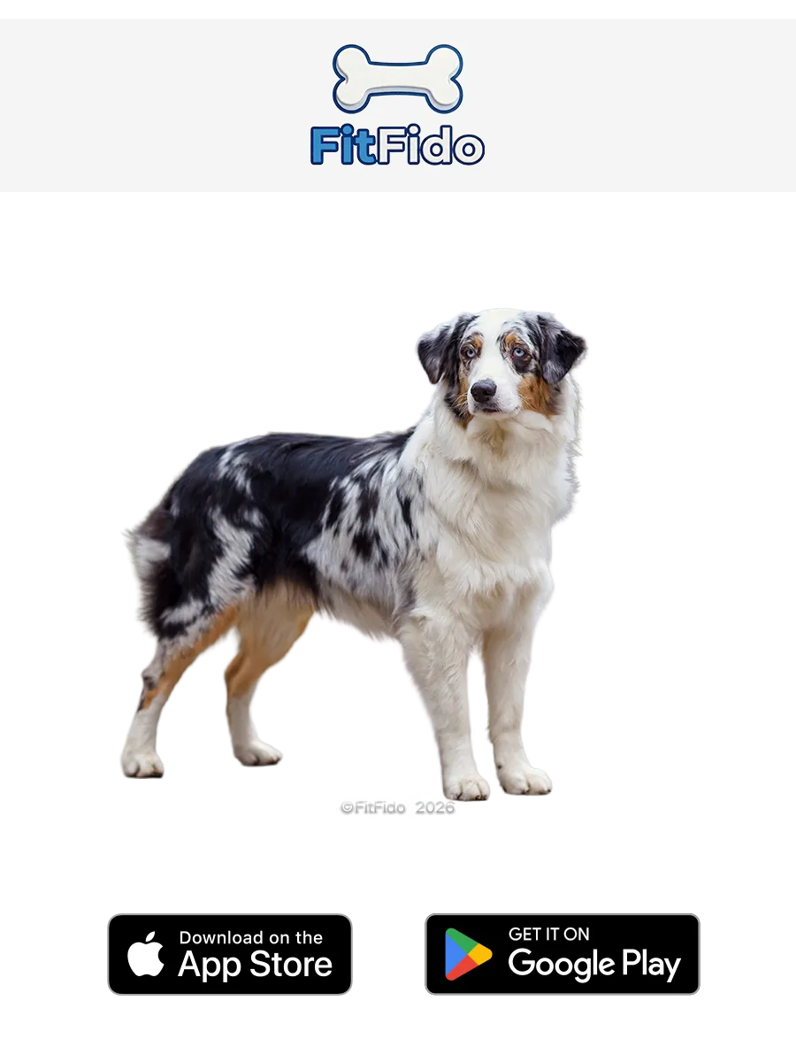 Australian Shepherd