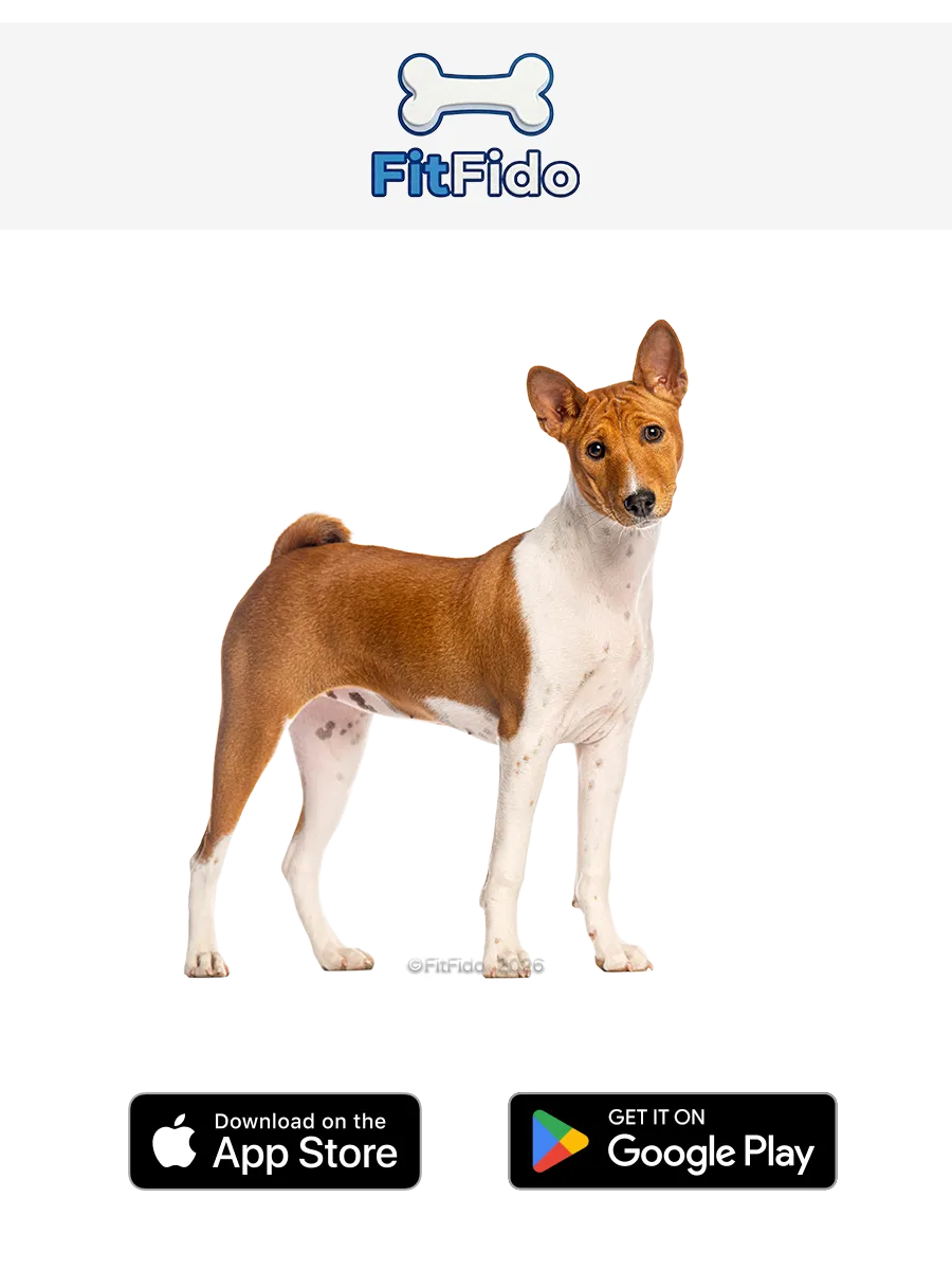 Basenji