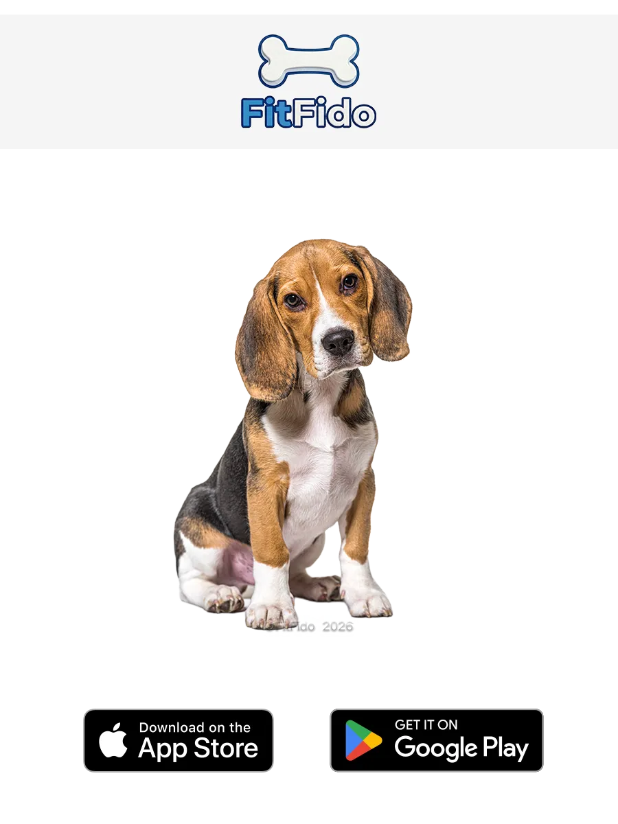 بيجل (Beagle)