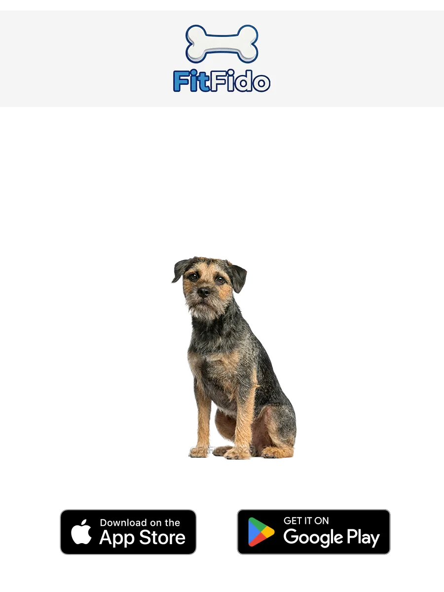 Border Terrier