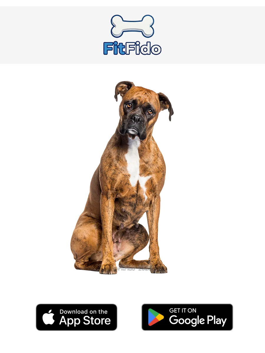 كلب البوكسر (Boxer)