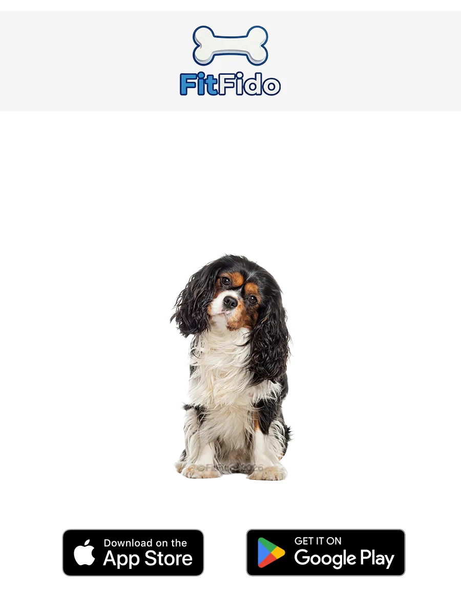 Cavalier king charles spaniel