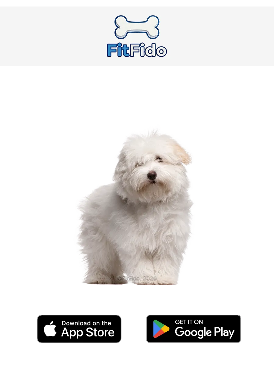 Koton de Tulear