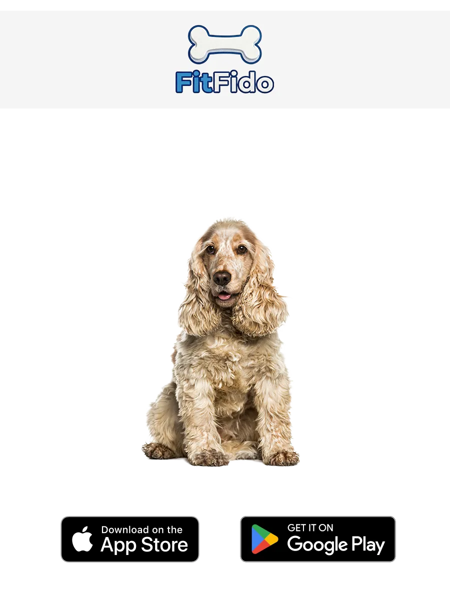 Cocker Spaniel Inglês