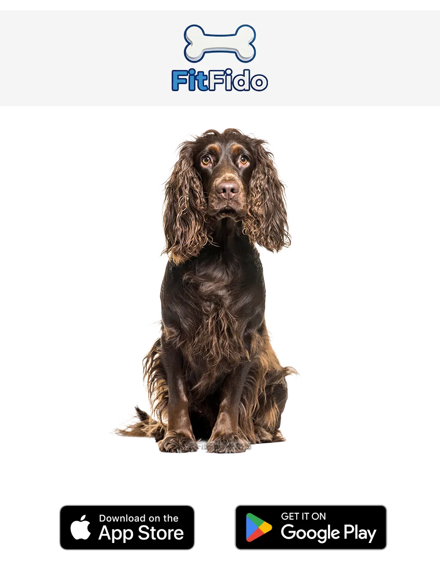 Field Spaniel