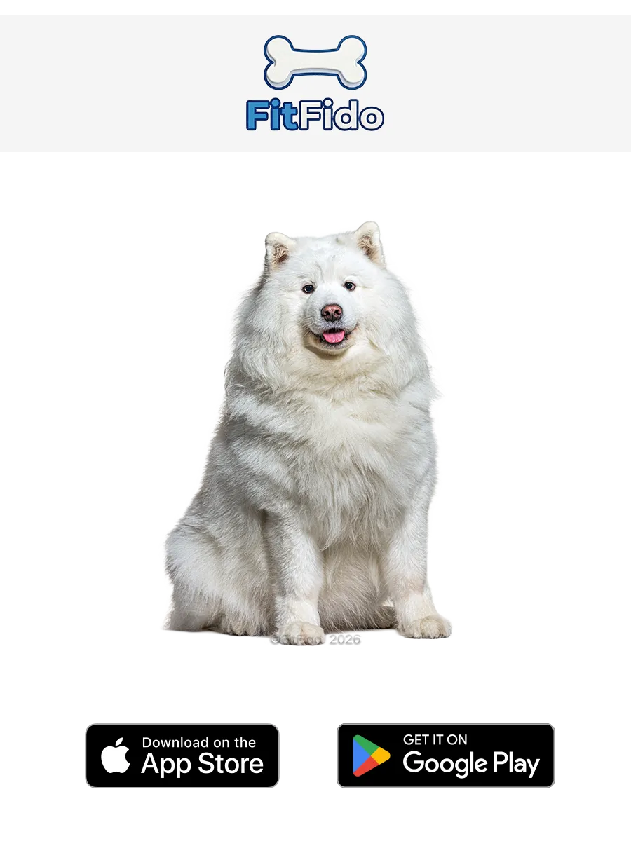 Samojed