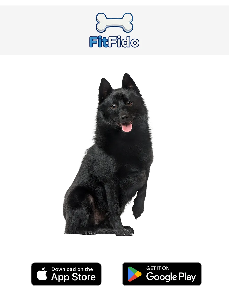 Schipperke