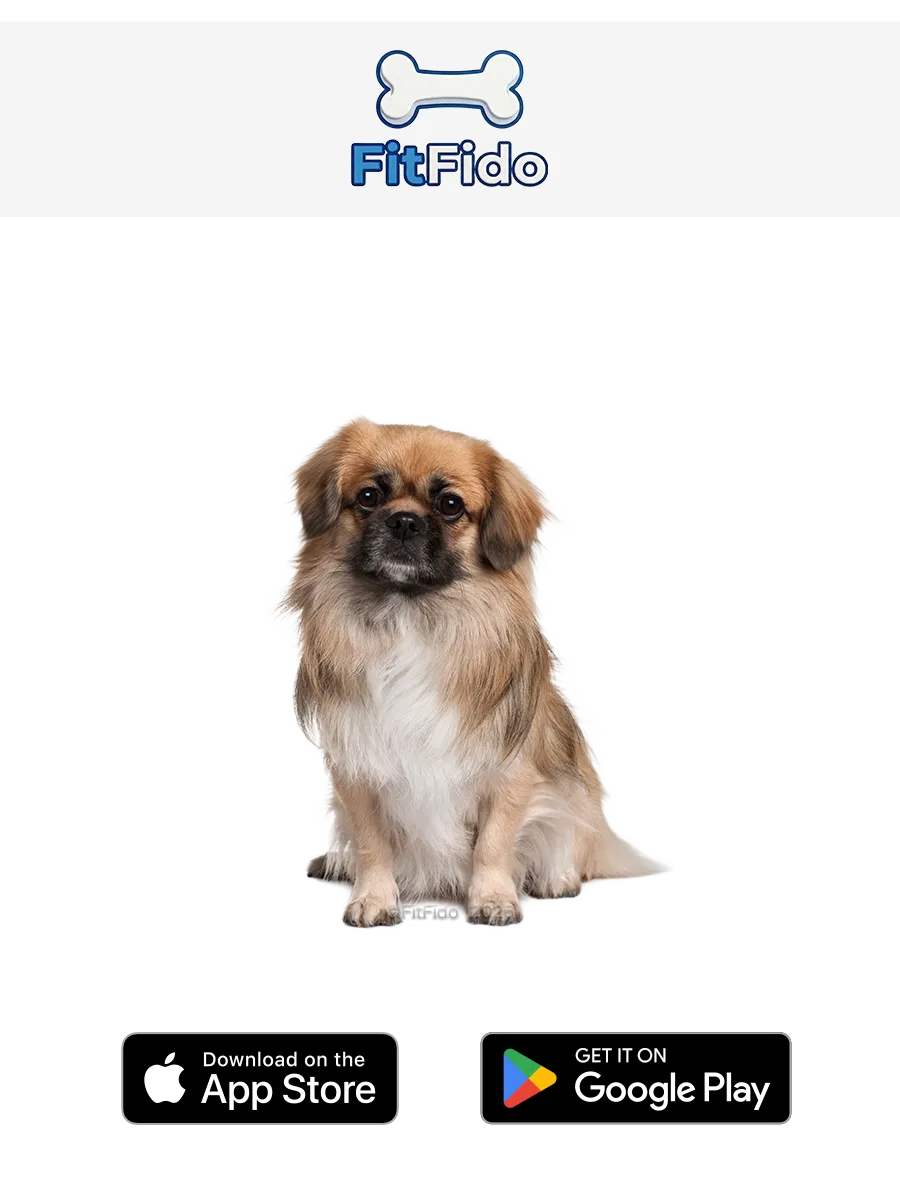 Tibetansk spaniel