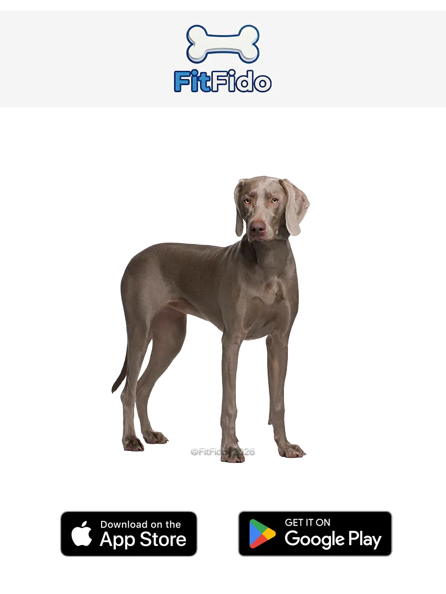 Weimaraner