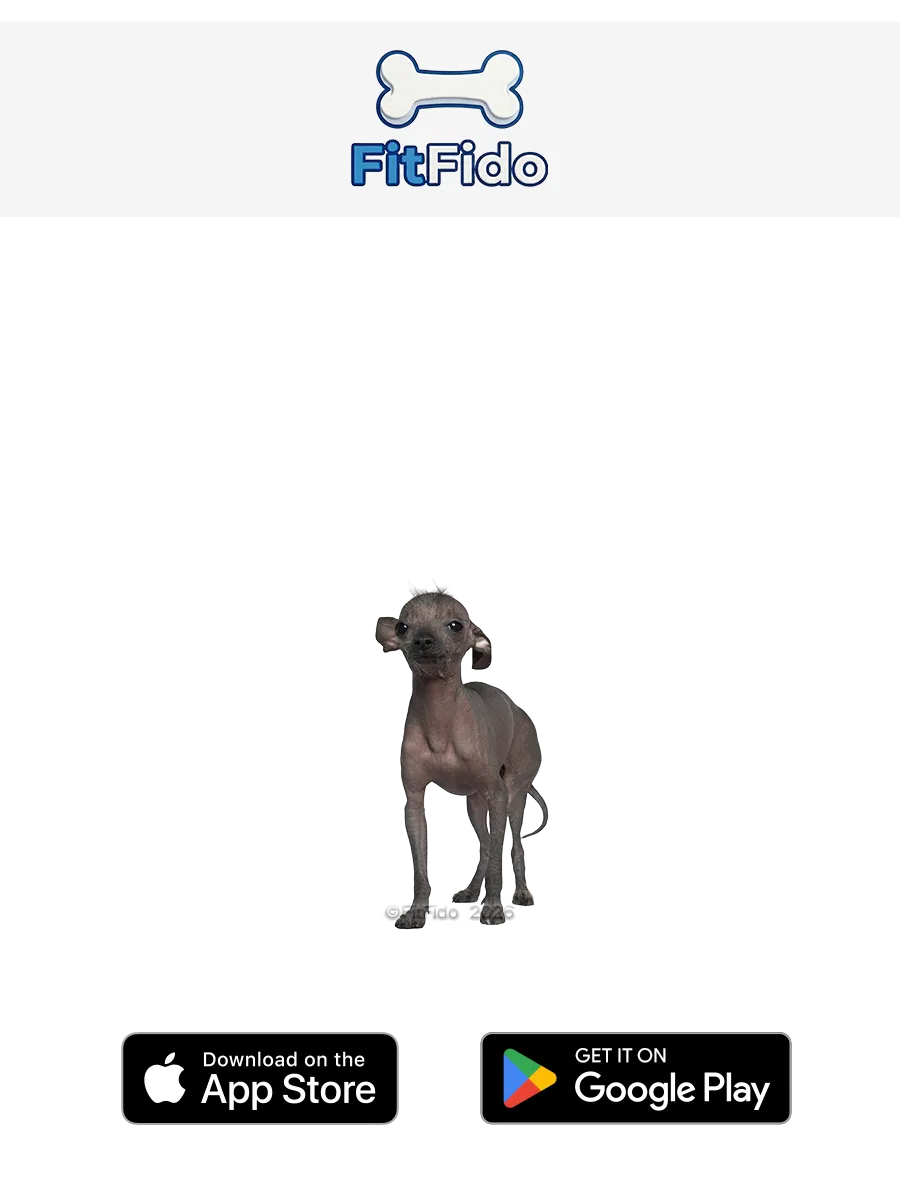Xoloitzcuintli (toy)