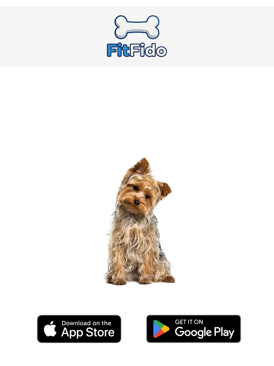 يوركشاير تيرير (Yorkshire Terrier)